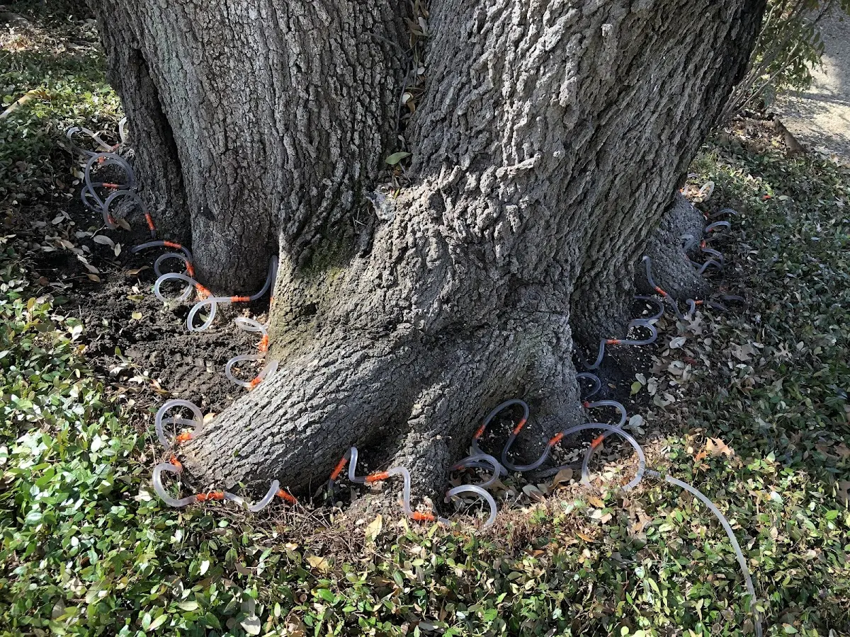 Detailed Tree Cabling and Bracing job site in Lawrence